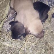 توله سگ ماده