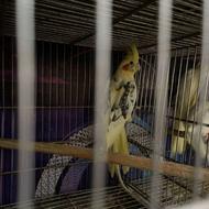 طوطی عروس مولد قیمت مناسب به شرط