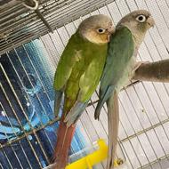 گرینچیک نرماده مولد