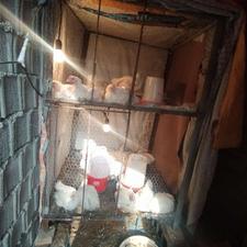 فروش قفس دوطبقه درب جدا زیرش توری زده، توری گالوانیزه