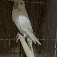 مرغ عشق رام دستی نر