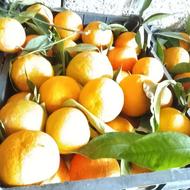 خرید نارنج به صورت تخصصی با قیمت روز