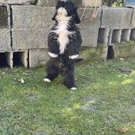 توله سگ پاکوتاه نر واگذاری