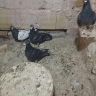 سلام خدمت عشق بازان تعدادی کبوتر عکس