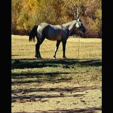 نریان فروشی