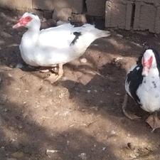 اردک هلندی اسرائیلی