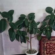 گل خانگی زیبا