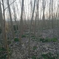 فروش نهال صنوبر صنعتی