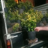 شمشاد طلایی