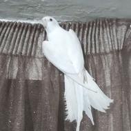 عروس هلندی جفت البینوخالص مولد