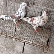 کبوتر پرشی ساعت بالا