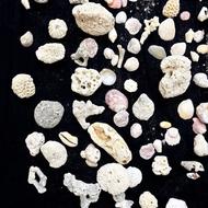 سنگ‌ دریایی آکواریوم و تزئینات