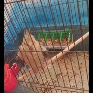 عروس هلندی ماده