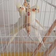 دو عدد عروس هلندی نر لوتینو