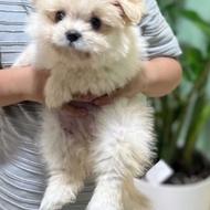 توله پامر سایز صفر