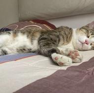 واگذاری گربه خانگی