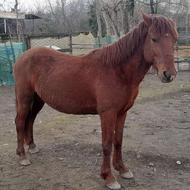 اسب 3ونیم به 4