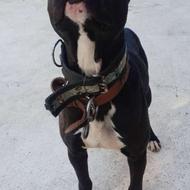 پیت بول ماده واگذایر