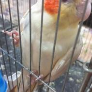 طوطی عروس هلندی