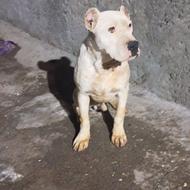 دگوآرژانتین‌نر‌‌6ماهه‌اصل