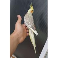 عروس هلندی مرواریدی روشن ماده فول رام و دستی 9ماهه