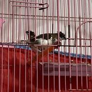 فنچ بنگالی ومرغ عشق