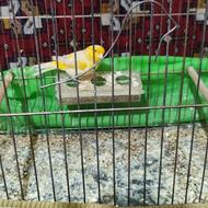 قناری نر اوپال موزاییکی