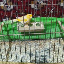 قناری نر اوپال موزاییکی