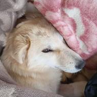 واگذاری رایگان سگ بزرگ بومی 10 ماهه