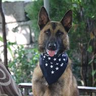 پانسیون شایلو(آموزش و پانسیون سگ و گربه چالوس نوشهر)