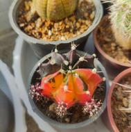 کاکتوس و آگاو و سانسوریا خاص و کلکسیونی