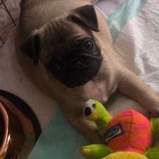 واگذاری پت خانگی (نژاد پاگ)