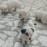 توله سگ از نژاد شیتزو واگذاری