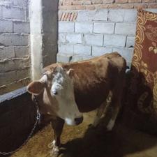 گاو دو دندان شکم اول با 15کیلو شیر