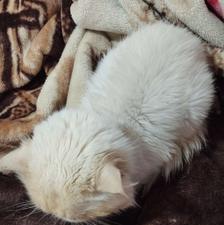 گربه پرشین نر یک و نیم ساله