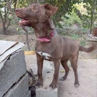 سگ پیتبول جوان