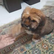 سگ نژاد پودل شیتزو