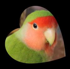 طوطی برزیلی فوق‌العاده باهوش واستثنایی