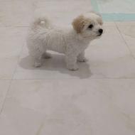 مالتیپو توله