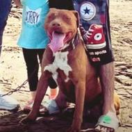 امریکن پیتبول اصیل 40 روزه فوری واگذار