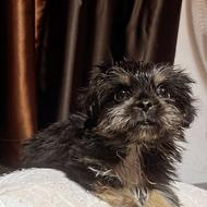 توله سگ سه ماهه واگذار