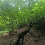 علف تراشی و تمیز کاری باغ آبادکردن زمین