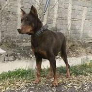 واگذاردوبرمن اصیل