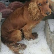 سگ واگذاراسپانیش