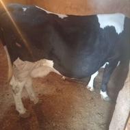 گاو قصر وزن حدودا 600