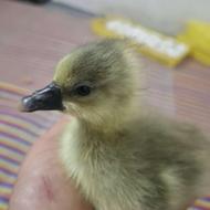 100 تا جوجه غاز