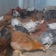 مرغ وخروس محلی