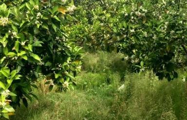 باغ مرکبات 15 ساله 1800 متری خارج بافت