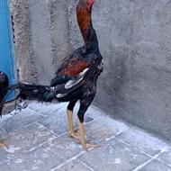 جوجه خروس لاری