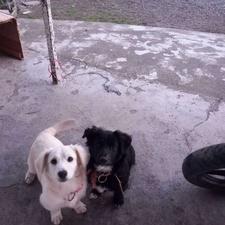 اشپیتزتریرواگذاری رایگان